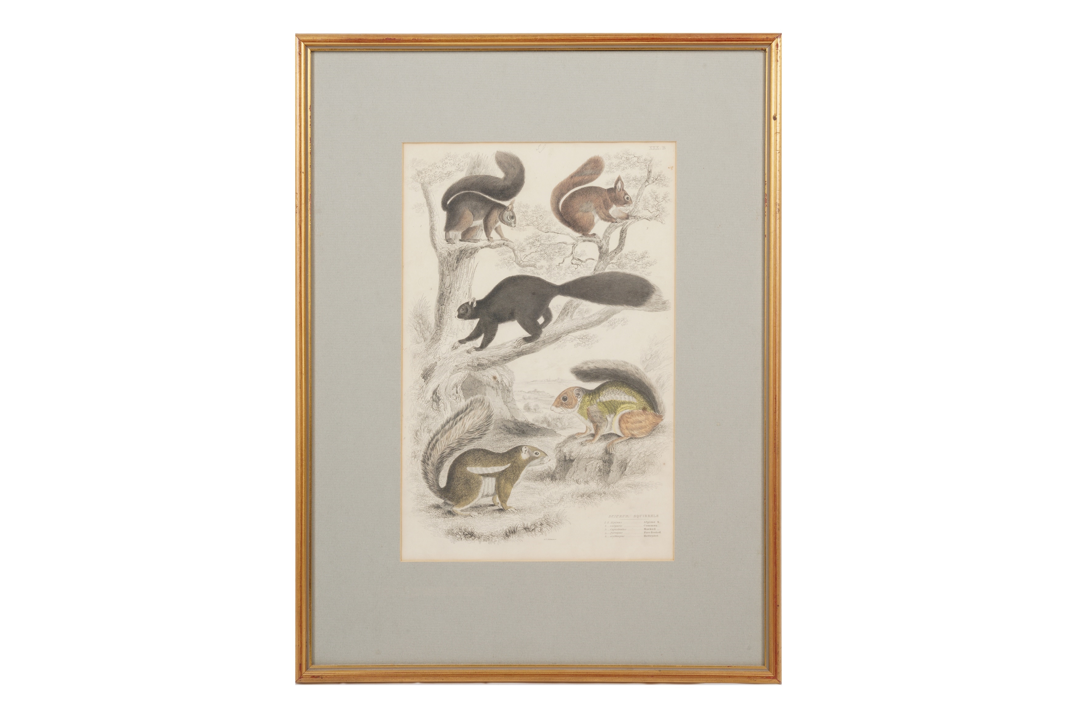 Artwork by Alphonse Milne Edwards, A SET OF TWELVE LATE 19TH CENTURY GILT-FRAMED LITHOGRAPHS, Made of LITHOGRAPHS