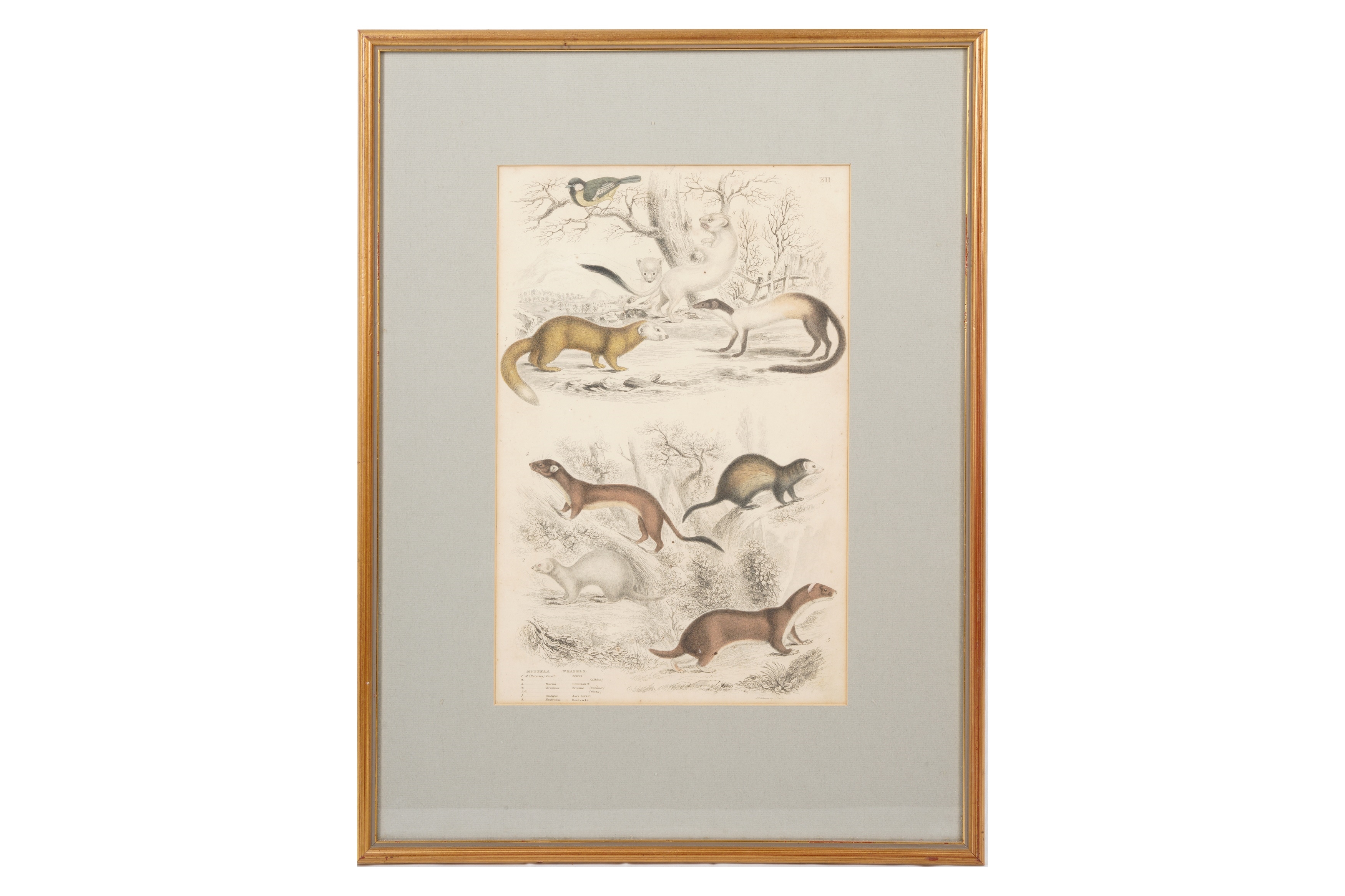 Artwork by Alphonse Milne Edwards, A SET OF TWELVE LATE 19TH CENTURY GILT-FRAMED LITHOGRAPHS, Made of LITHOGRAPHS