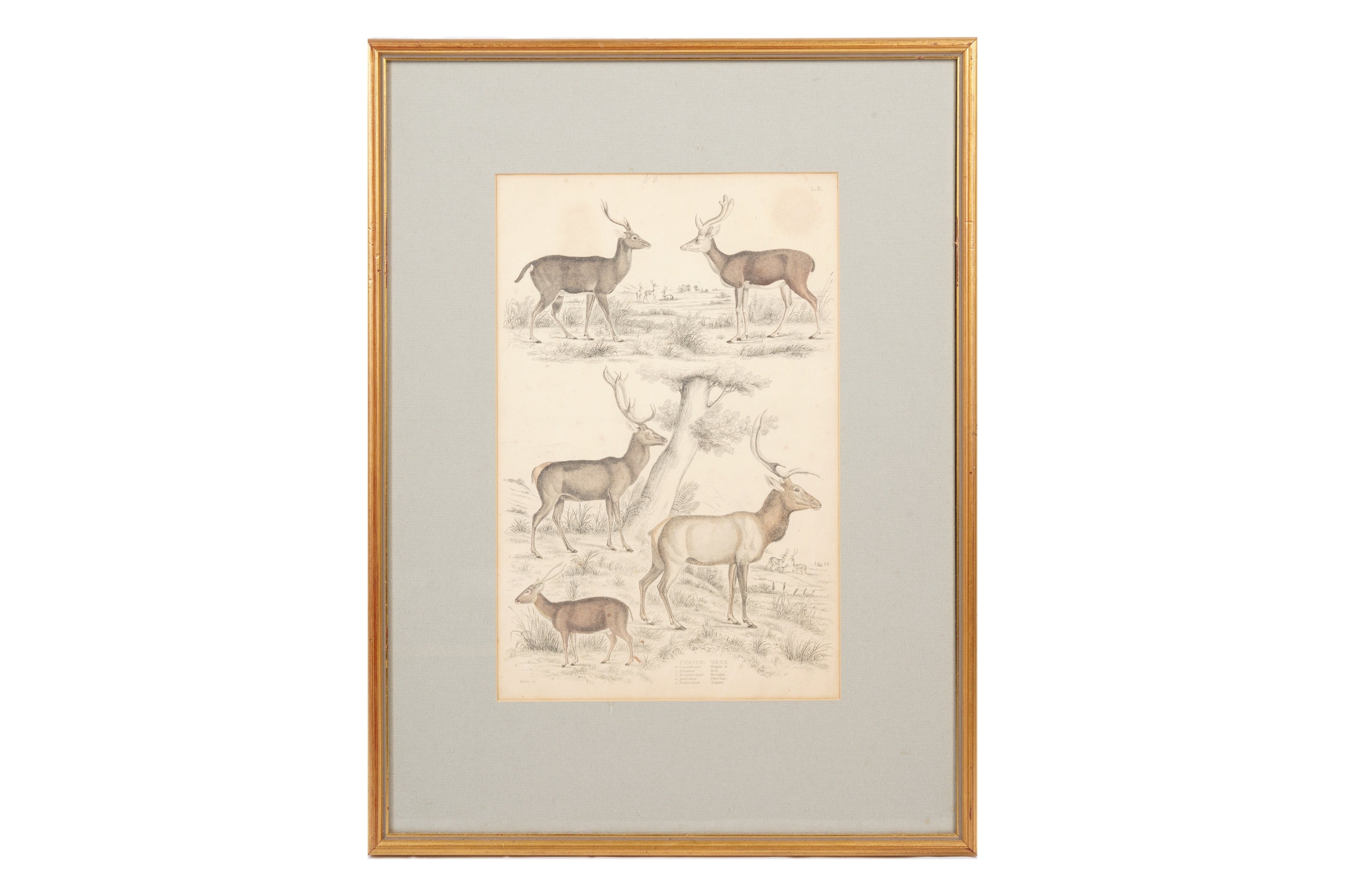 Artwork by Alphonse Milne Edwards, A SET OF TWELVE LATE 19TH CENTURY GILT-FRAMED LITHOGRAPHS, Made of LITHOGRAPHS