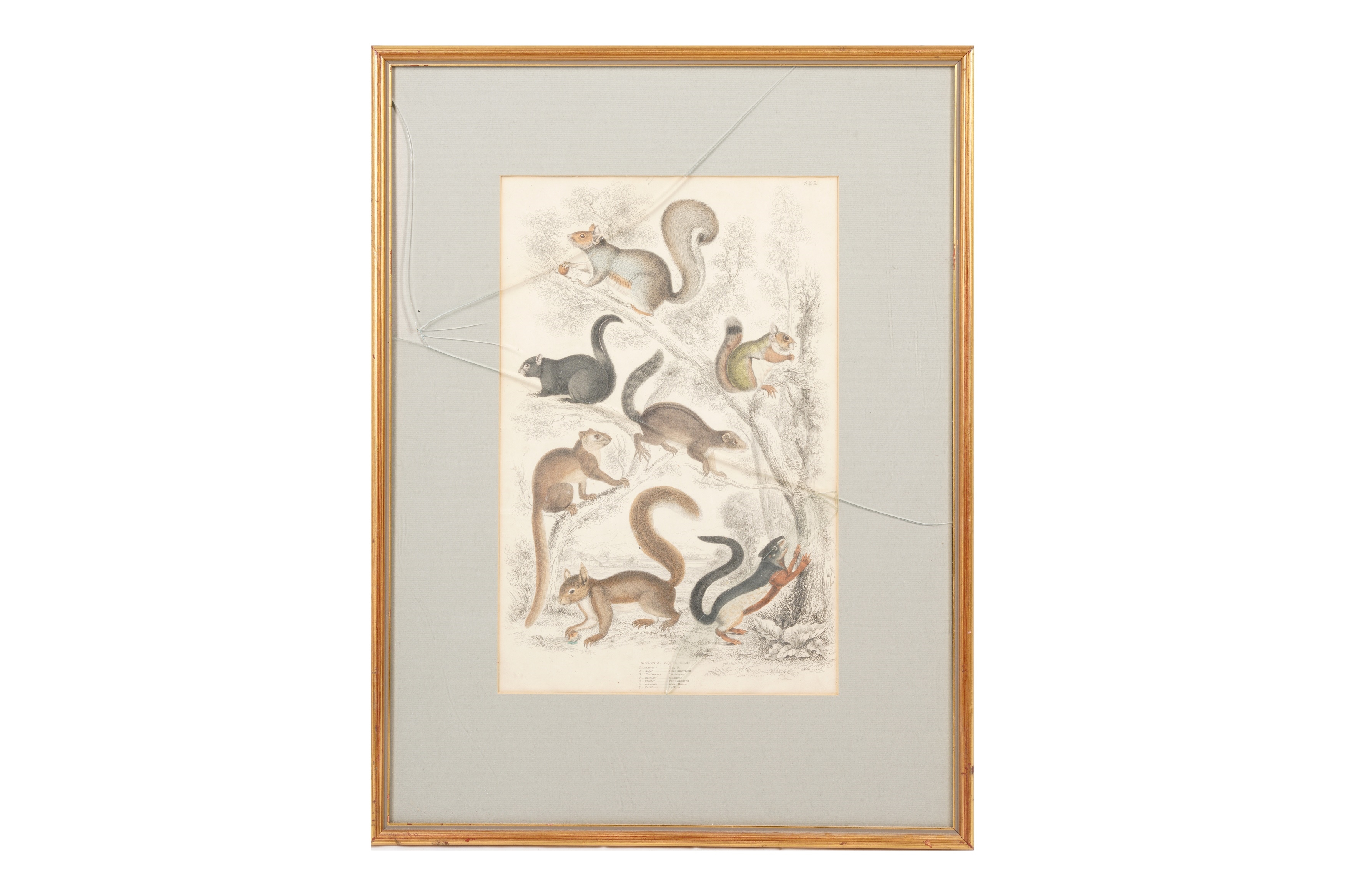 Artwork by Alphonse Milne Edwards, A SET OF TWELVE LATE 19TH CENTURY GILT-FRAMED LITHOGRAPHS, Made of LITHOGRAPHS