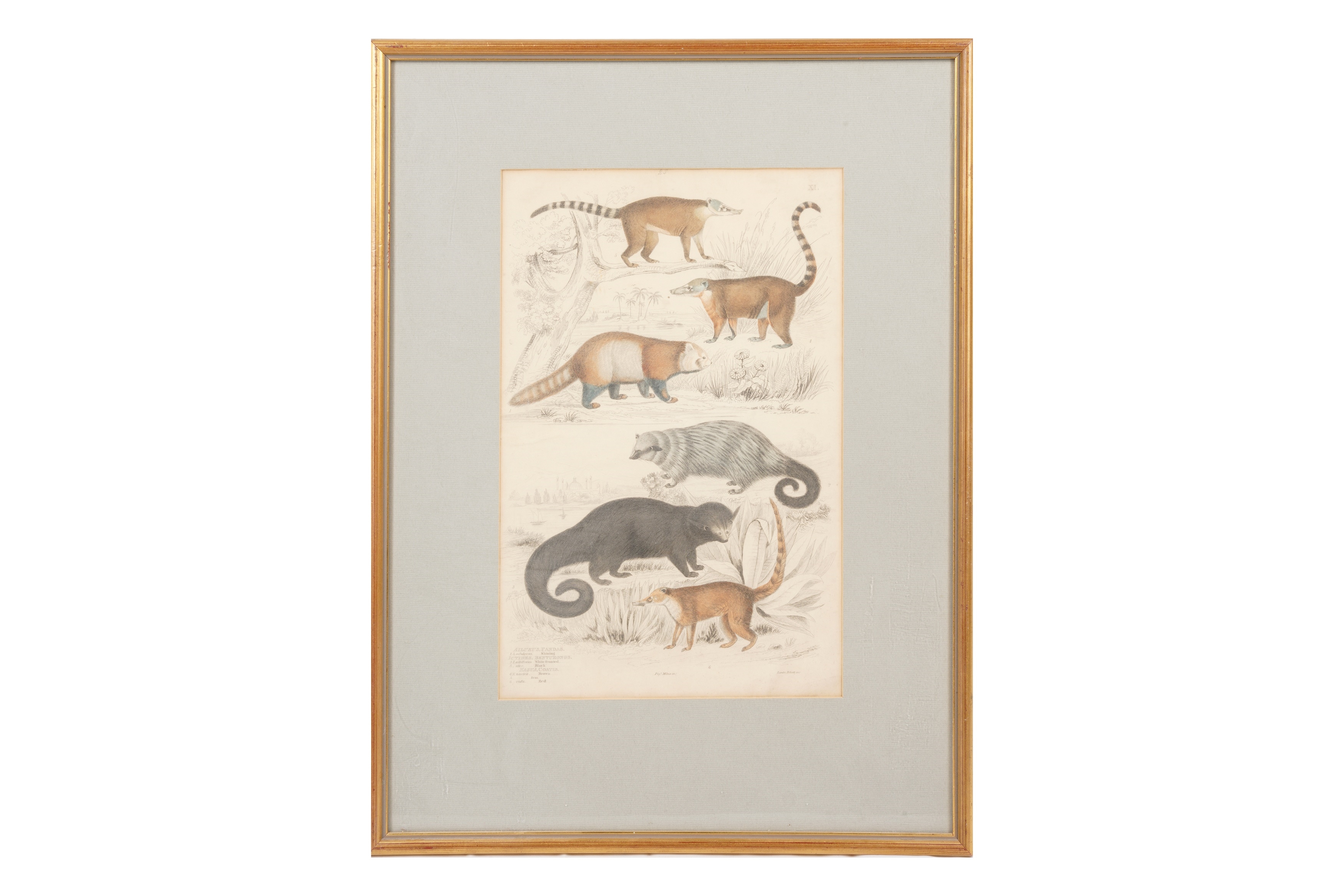 Artwork by Alphonse Milne Edwards, A SET OF TWELVE LATE 19TH CENTURY GILT-FRAMED LITHOGRAPHS, Made of LITHOGRAPHS