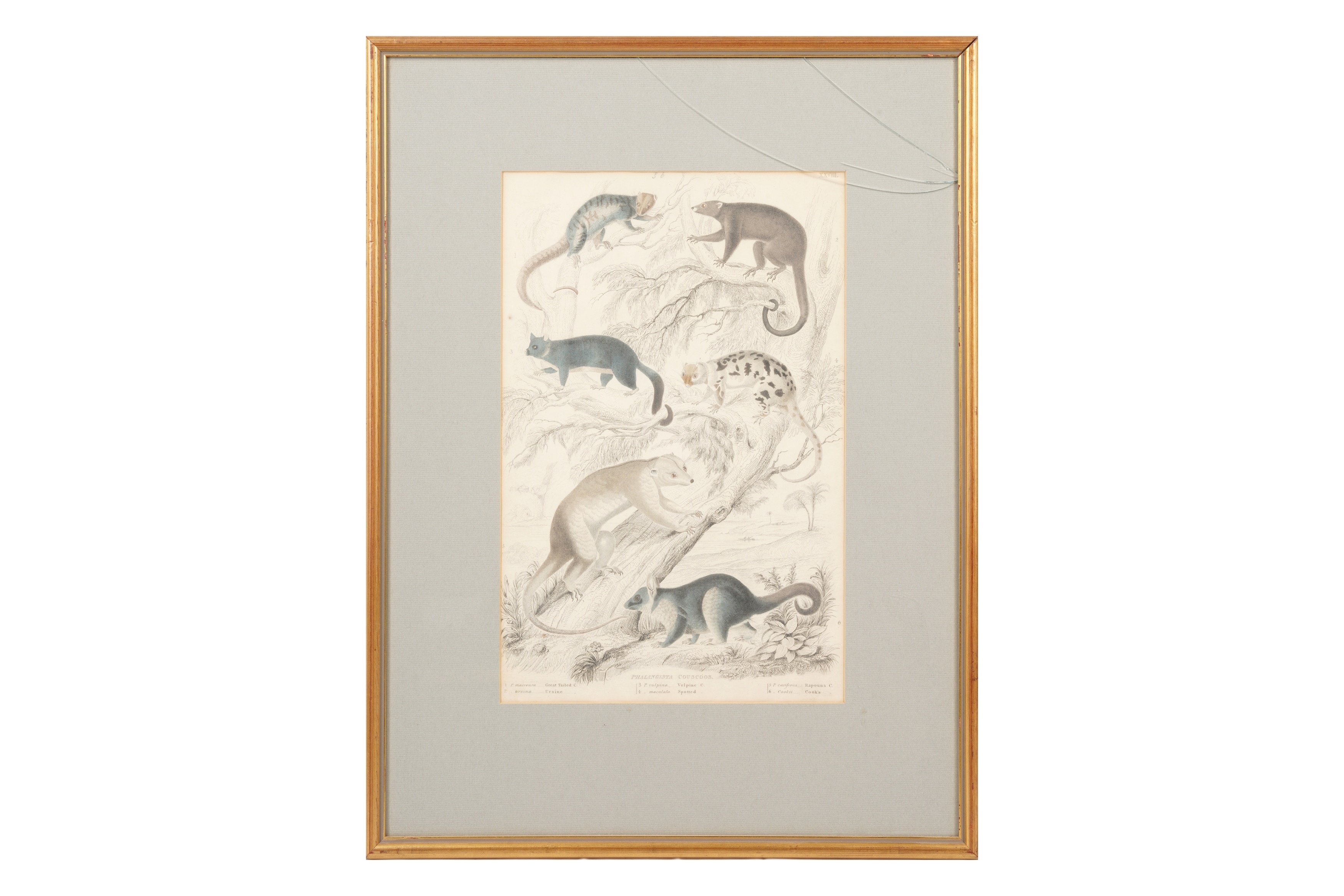 Artwork by Alphonse Milne Edwards, A SET OF TWELVE LATE 19TH CENTURY GILT-FRAMED LITHOGRAPHS, Made of LITHOGRAPHS