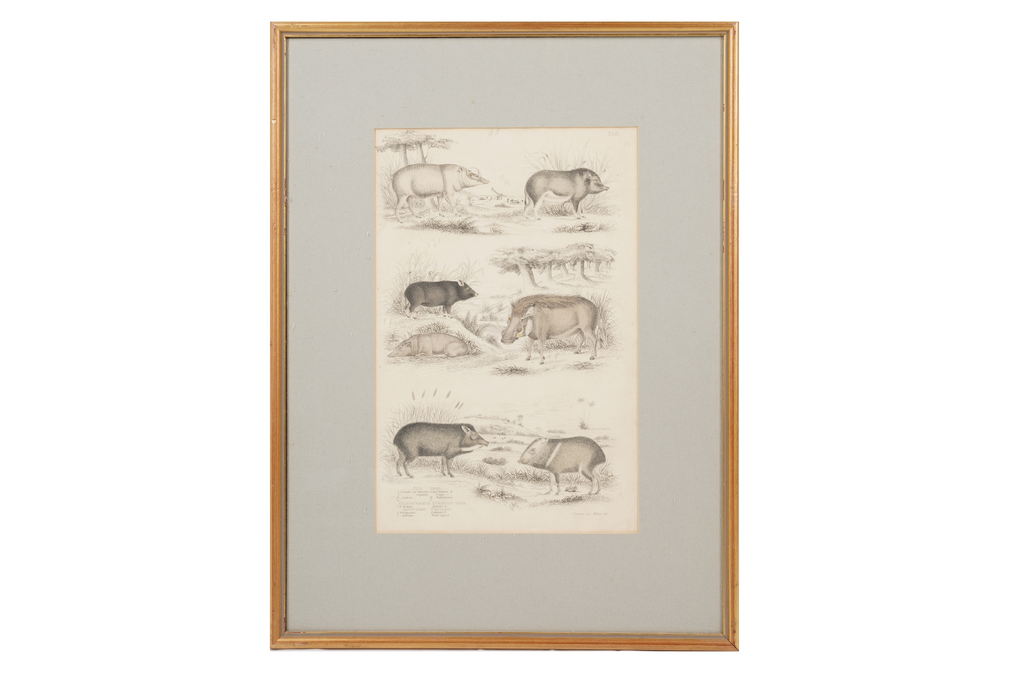 Artwork by Alphonse Milne Edwards, A SET OF TWELVE LATE 19TH CENTURY GILT-FRAMED LITHOGRAPHS, Made of LITHOGRAPHS