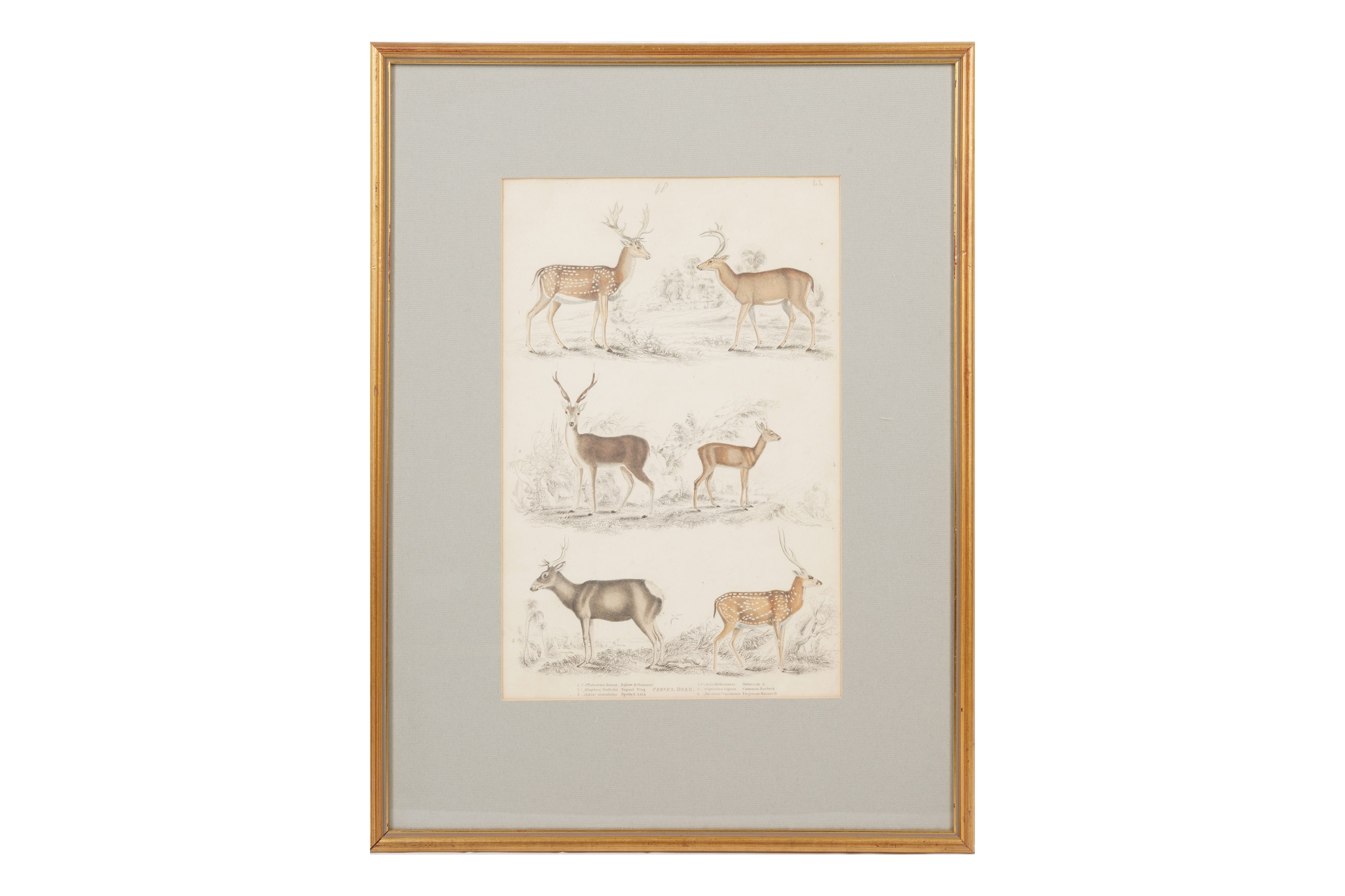 Artwork by Alphonse Milne Edwards, A SET OF TWELVE LATE 19TH CENTURY GILT-FRAMED LITHOGRAPHS, Made of LITHOGRAPHS