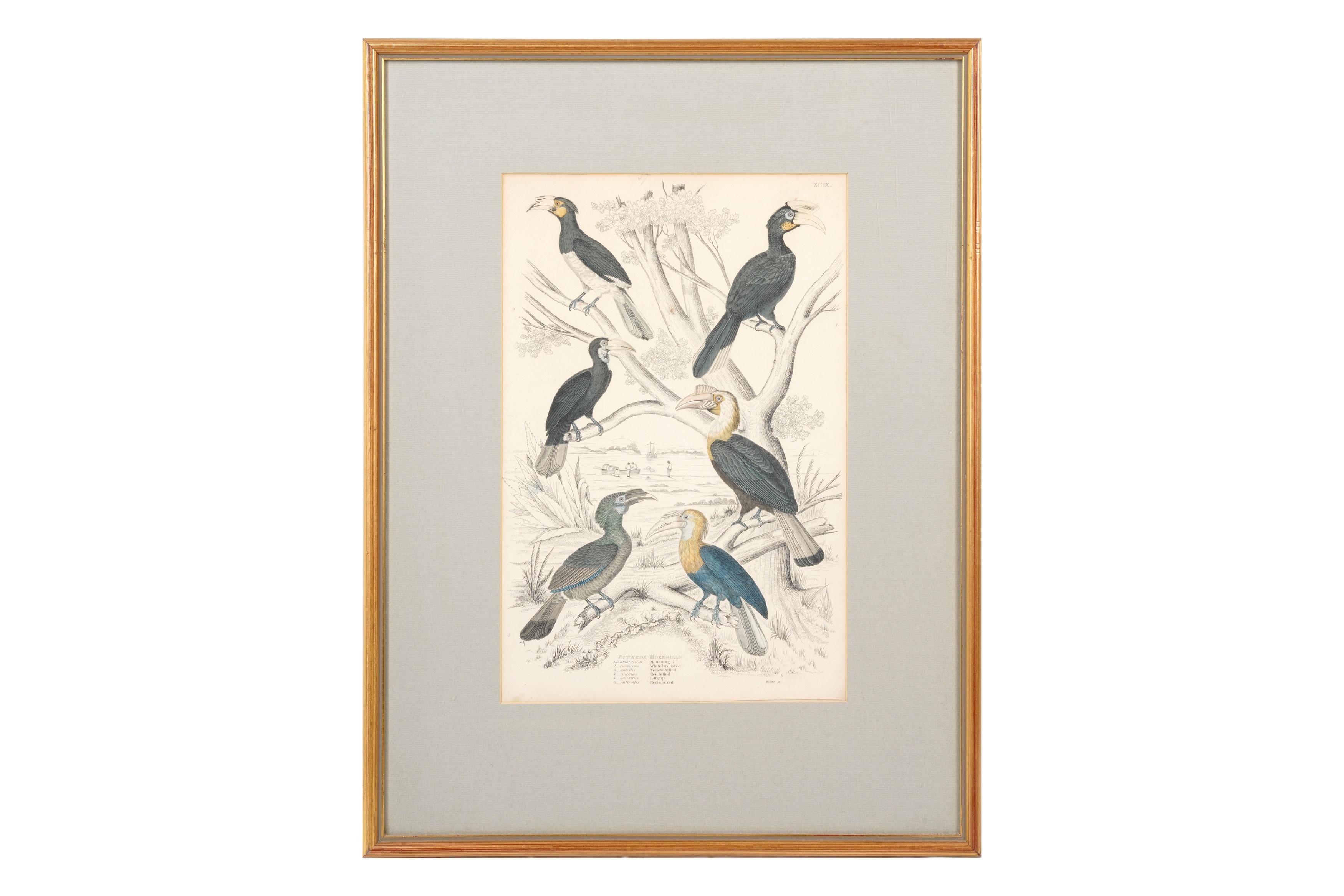 Artwork by Alphonse Milne Edwards, A SET OF TWELVE LATE 19TH CENTURY GILT-FRAMED LITHOGRAPHS, Made of LITHOGRAPHS