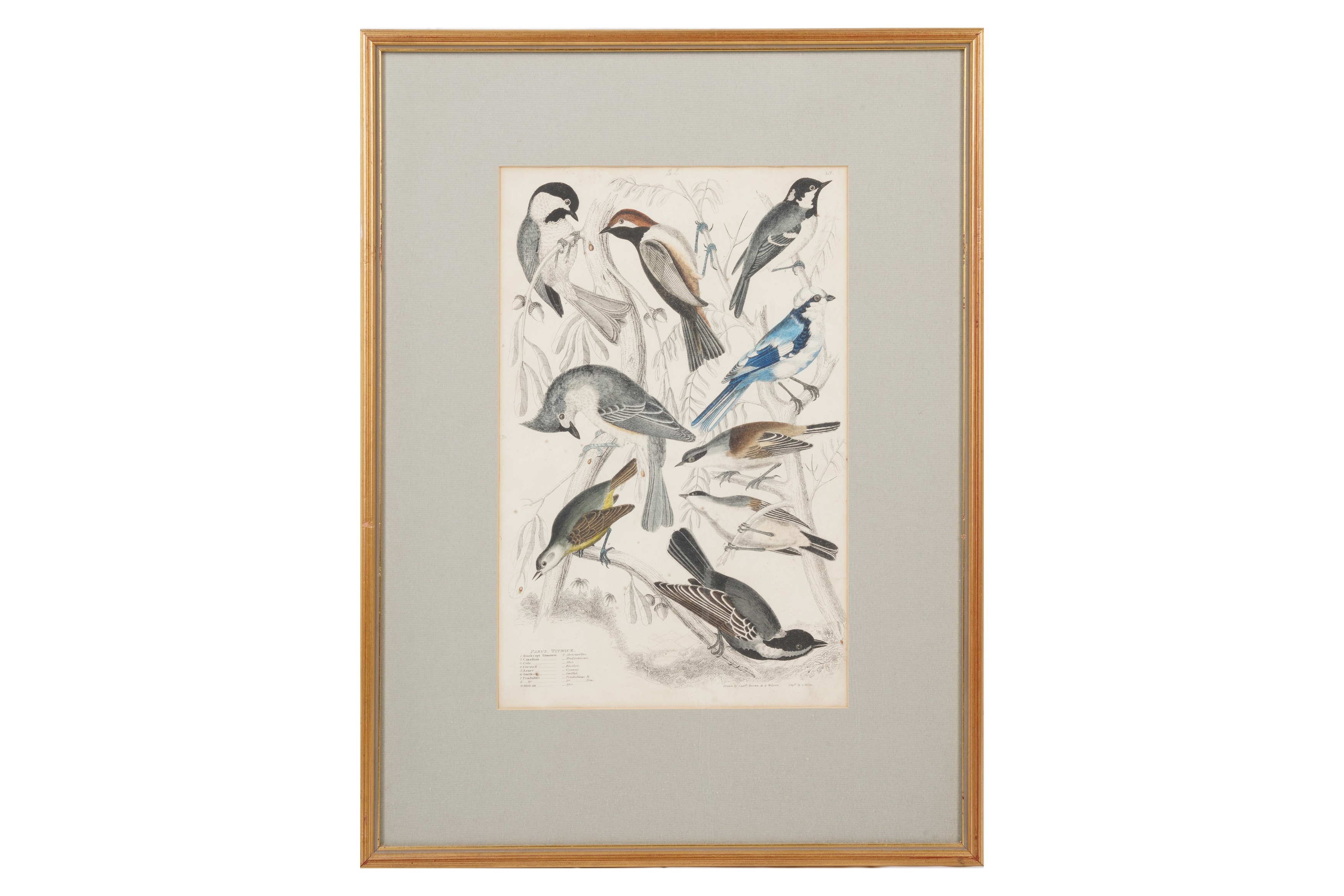 Artwork by Alphonse Milne Edwards, A SET OF TWELVE LATE 19TH CENTURY GILT-FRAMED LITHOGRAPHS, Made of LITHOGRAPHS