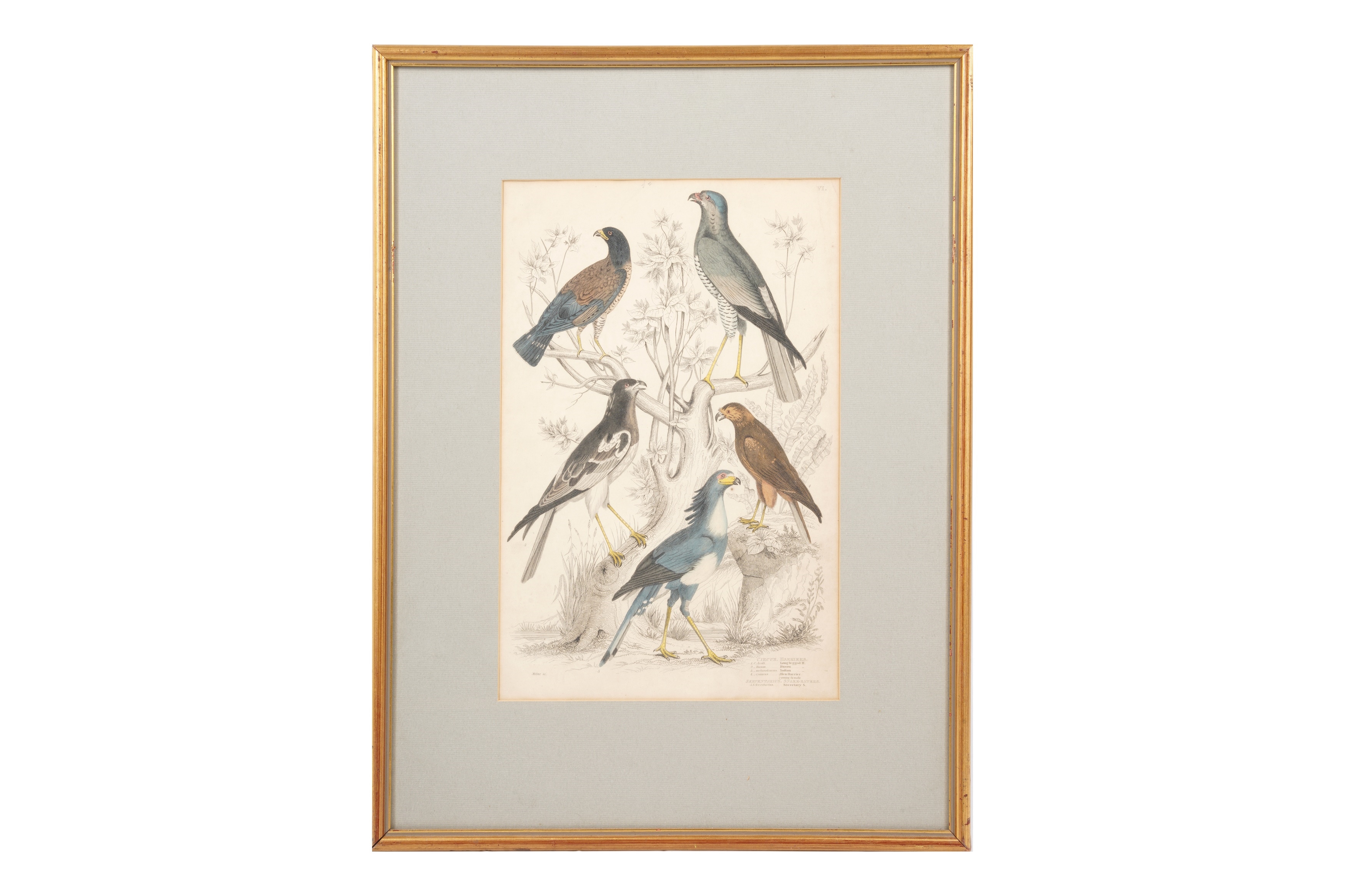 Artwork by Alphonse Milne Edwards, A SET OF TWELVE LATE 19TH CENTURY GILT-FRAMED LITHOGRAPHS, Made of LITHOGRAPHS