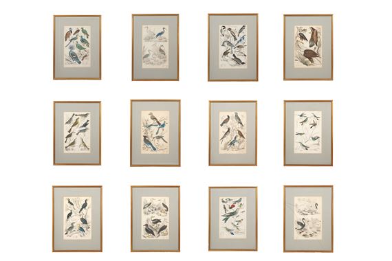 A SET OF TWELVE LATE 19TH CENTURY GILT-FRAMED LITHOGRAPHS - Alphonse Milne Edwards