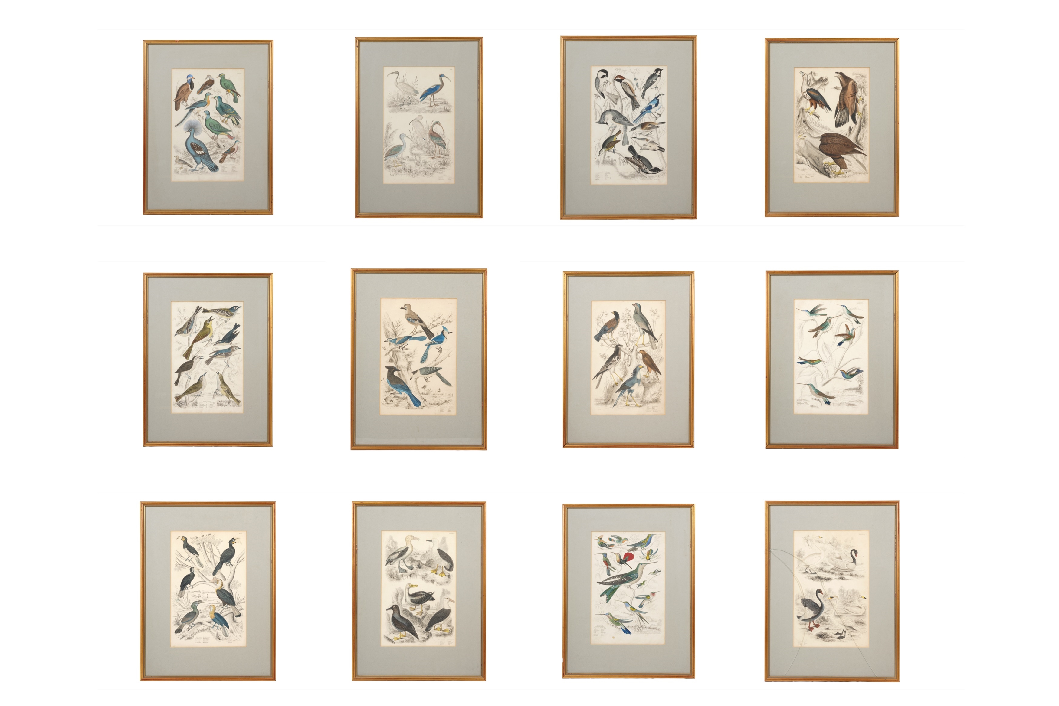 Artwork by Alphonse Milne Edwards, A SET OF TWELVE LATE 19TH CENTURY GILT-FRAMED LITHOGRAPHS, Made of LITHOGRAPHS