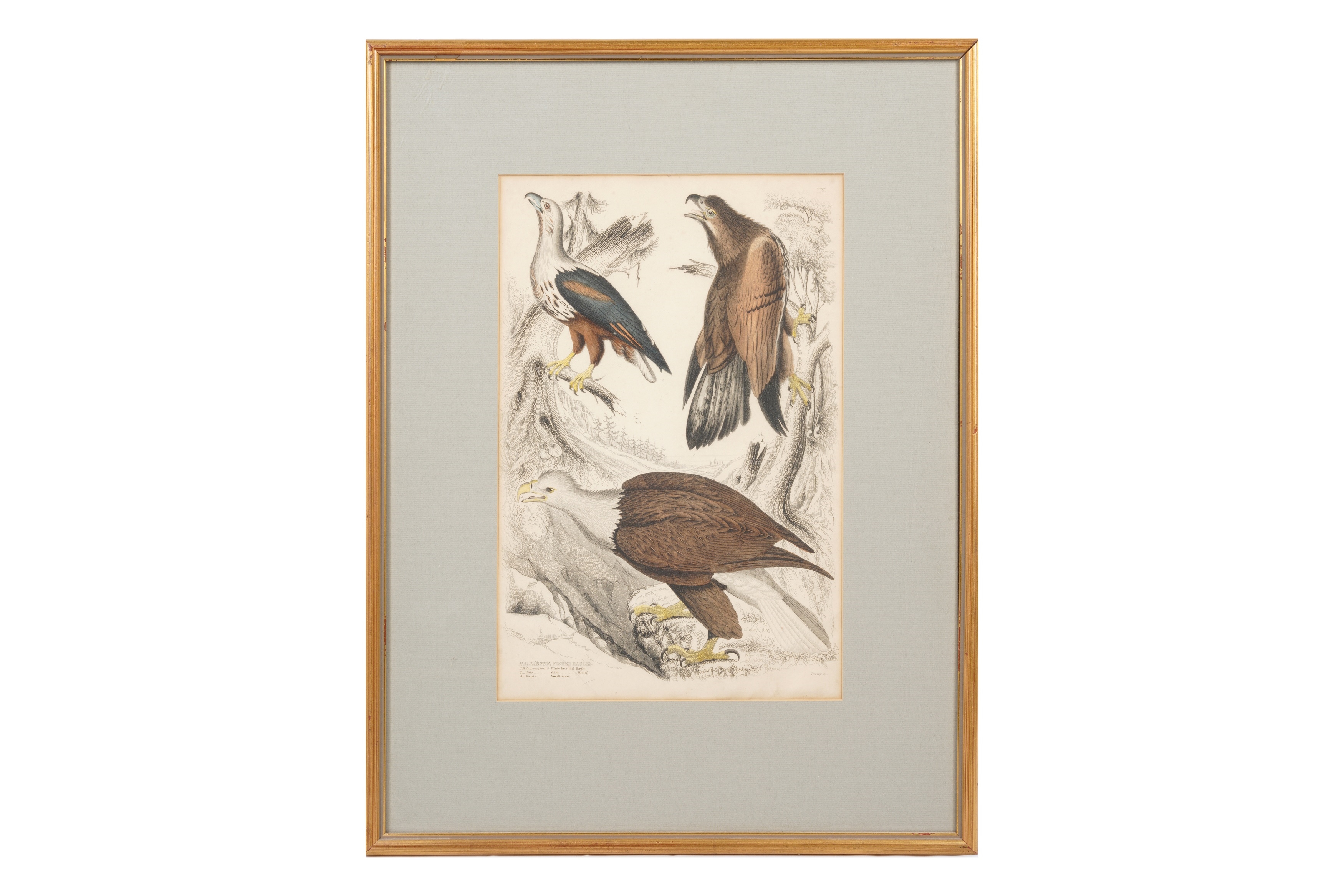 Artwork by Alphonse Milne Edwards, A SET OF TWELVE LATE 19TH CENTURY GILT-FRAMED LITHOGRAPHS, Made of LITHOGRAPHS