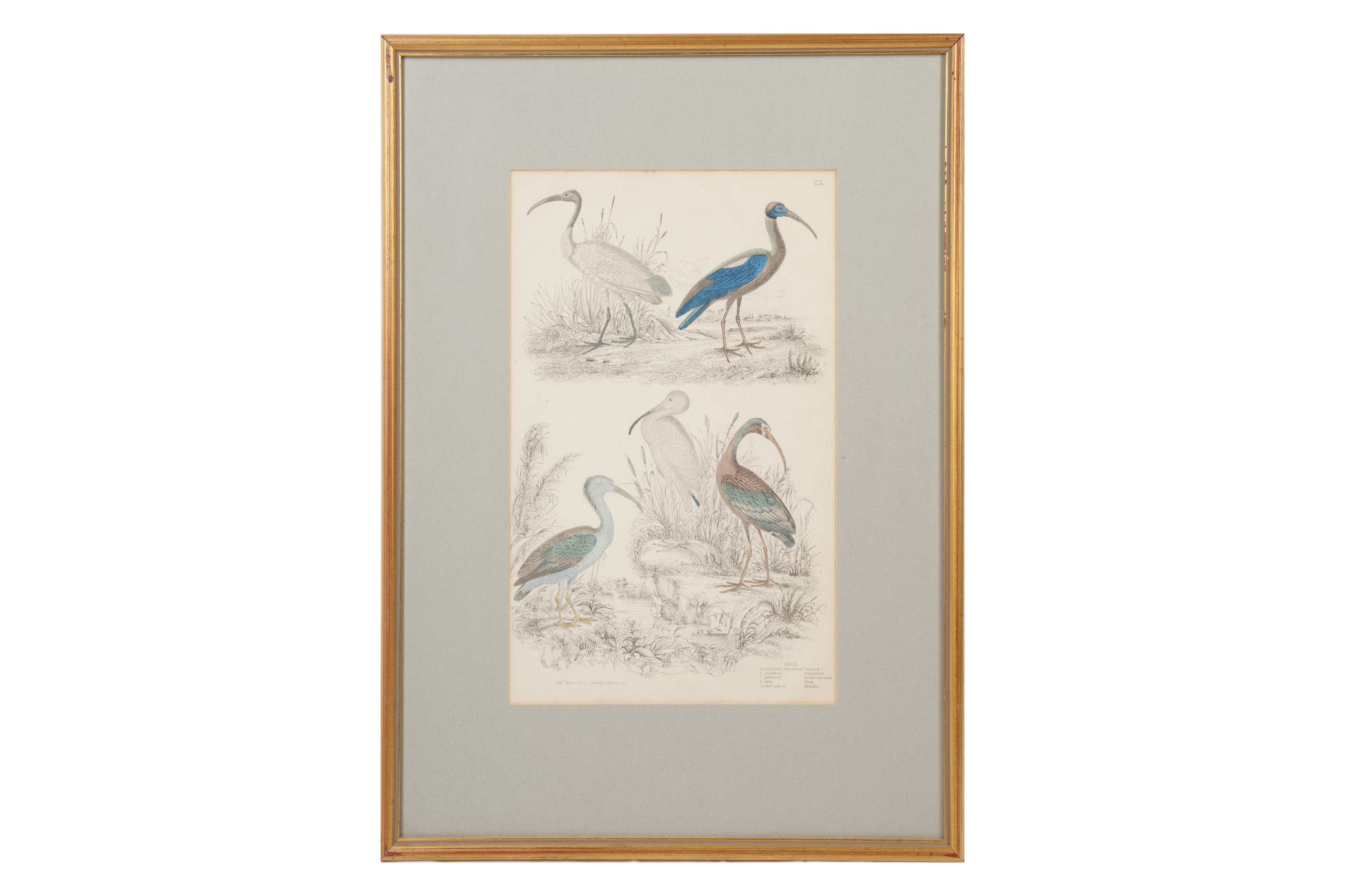 Artwork by Alphonse Milne Edwards, A SET OF TWELVE LATE 19TH CENTURY GILT-FRAMED LITHOGRAPHS, Made of LITHOGRAPHS