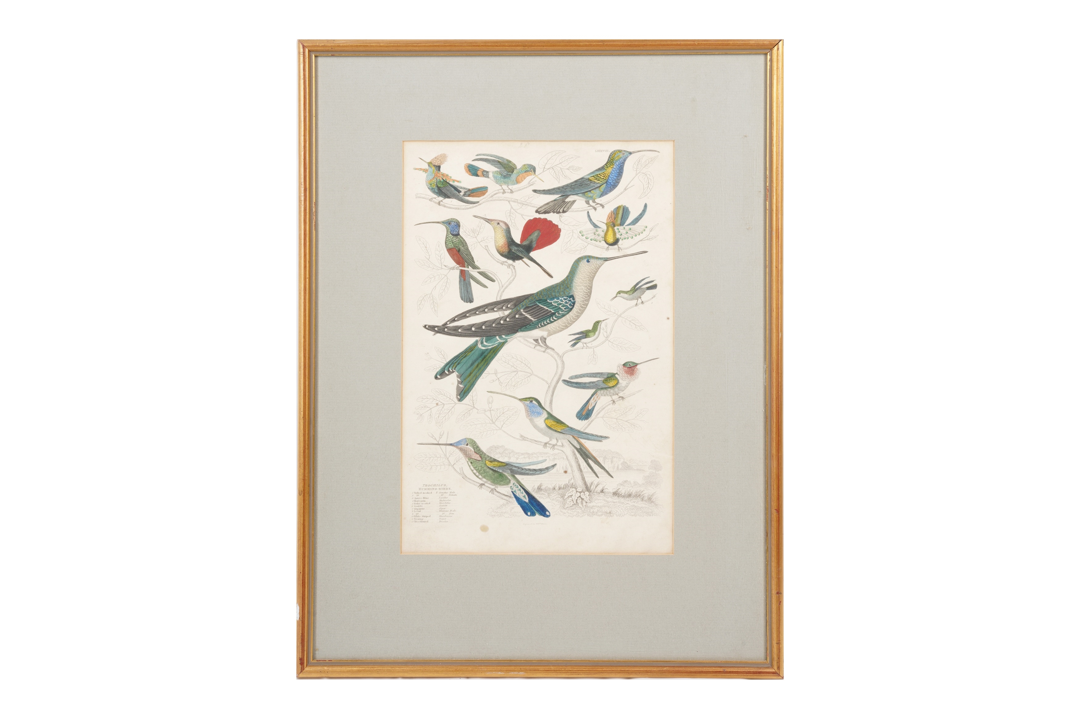 Artwork by Alphonse Milne Edwards, A SET OF TWELVE LATE 19TH CENTURY GILT-FRAMED LITHOGRAPHS, Made of LITHOGRAPHS