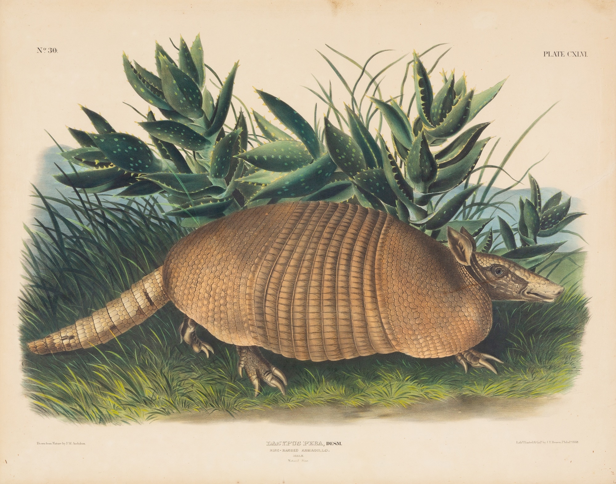 John James Audubon | The Viviparous Quadrupeds of North America | MutualArt