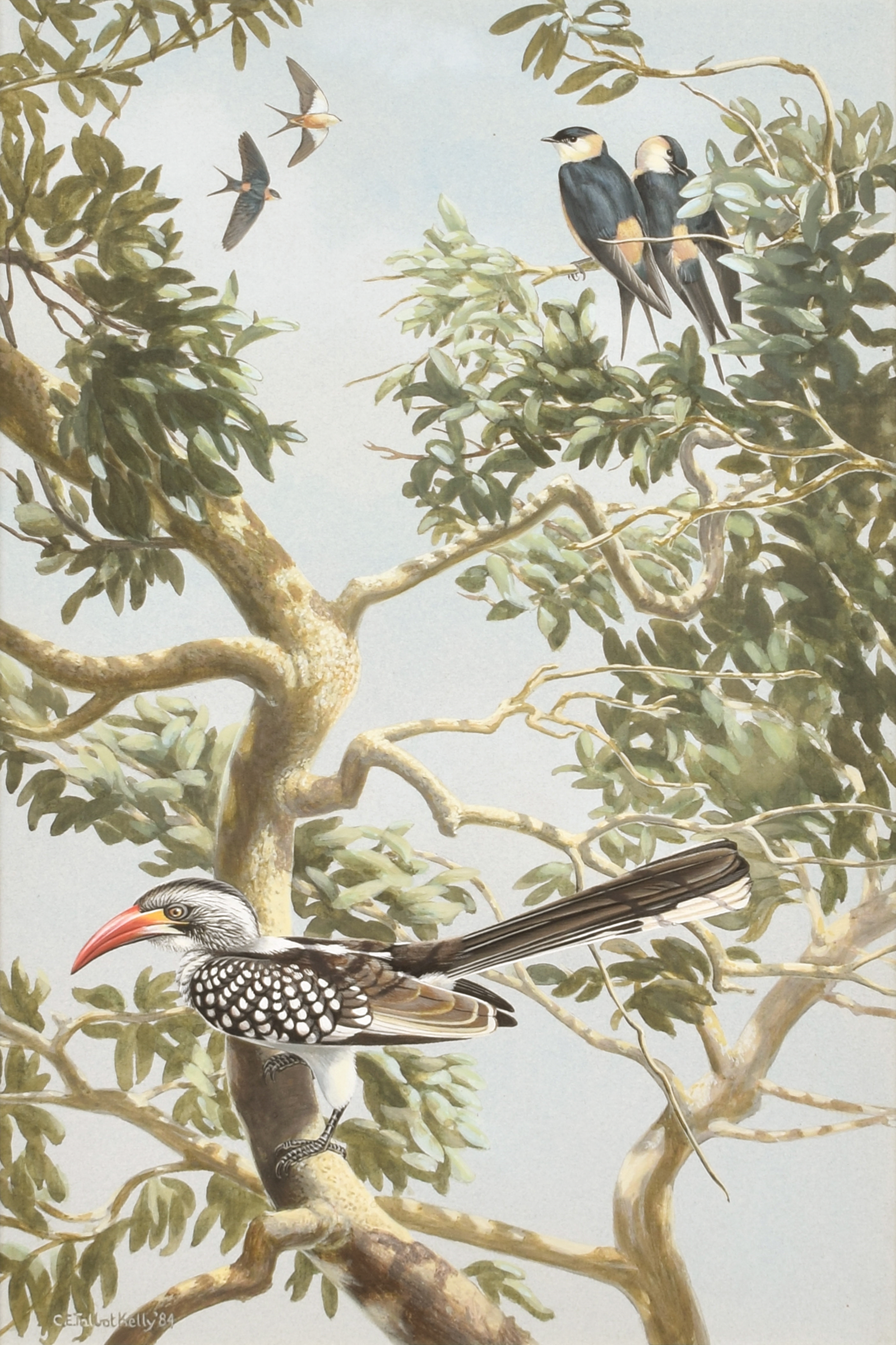 Hornbill and Swallows - Chloë Talbot-Kelly