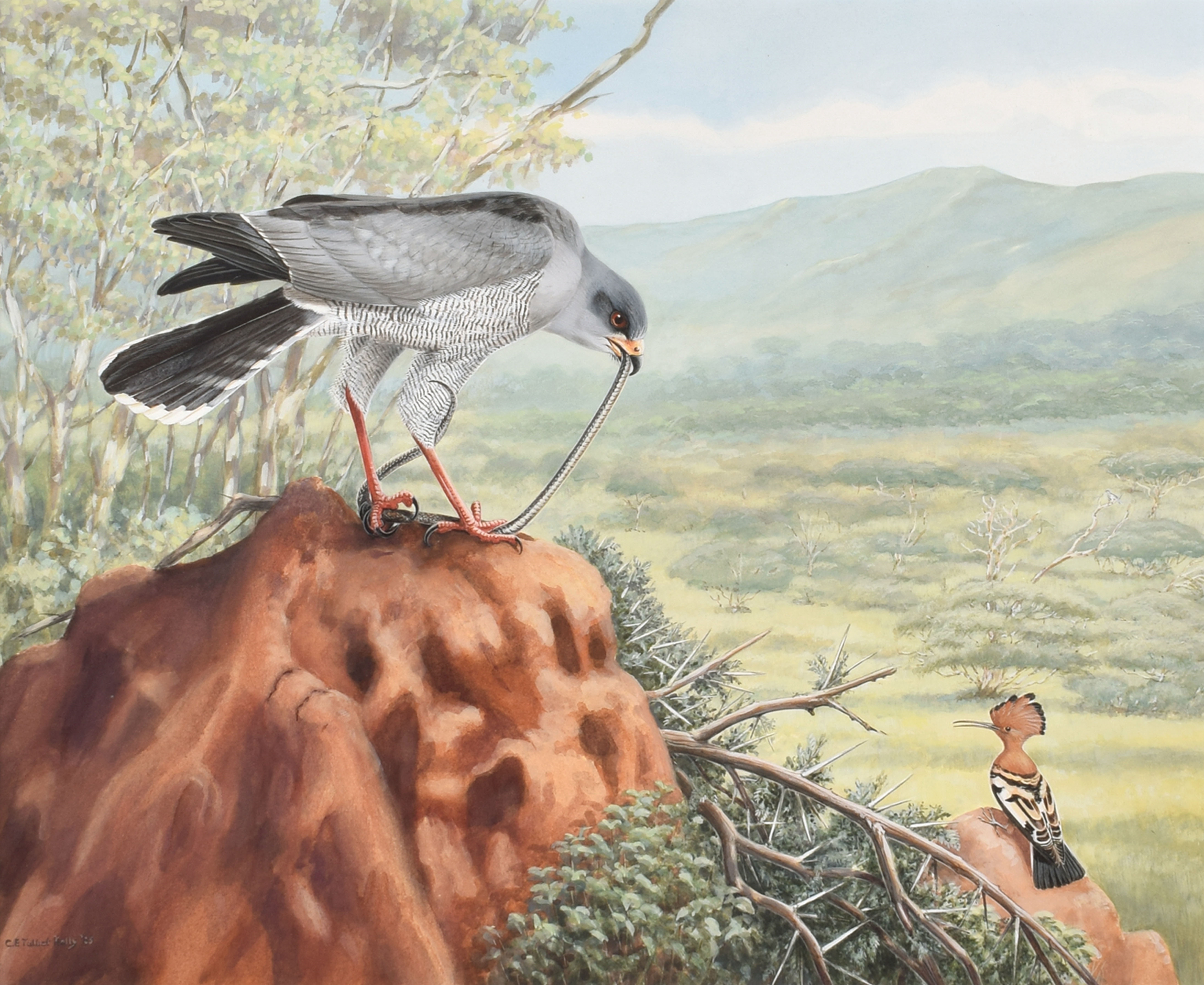Sparrowhawk and Hoopoe - Chloë Talbot-Kelly