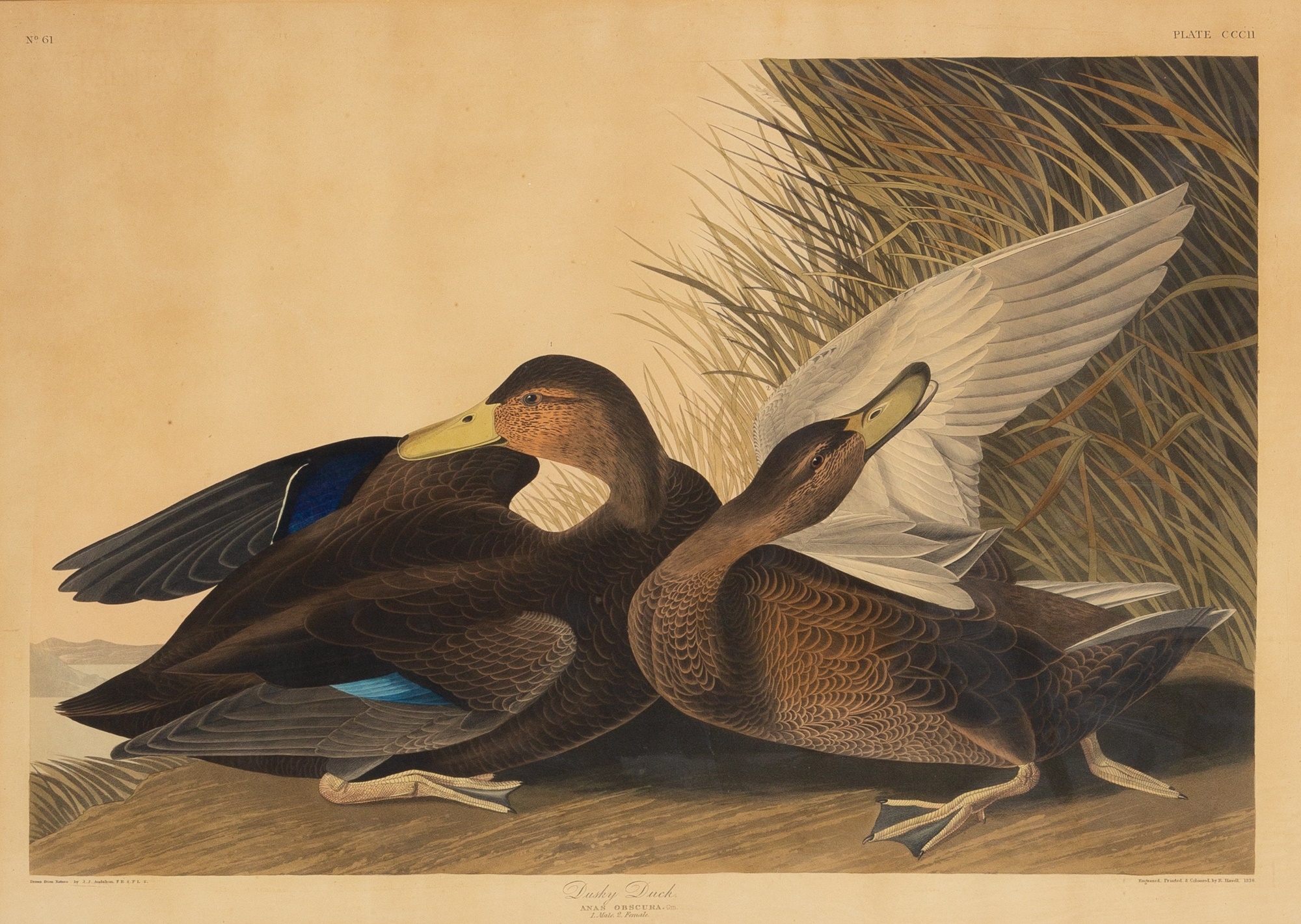 The Birds of America by John James Audubon, 1035