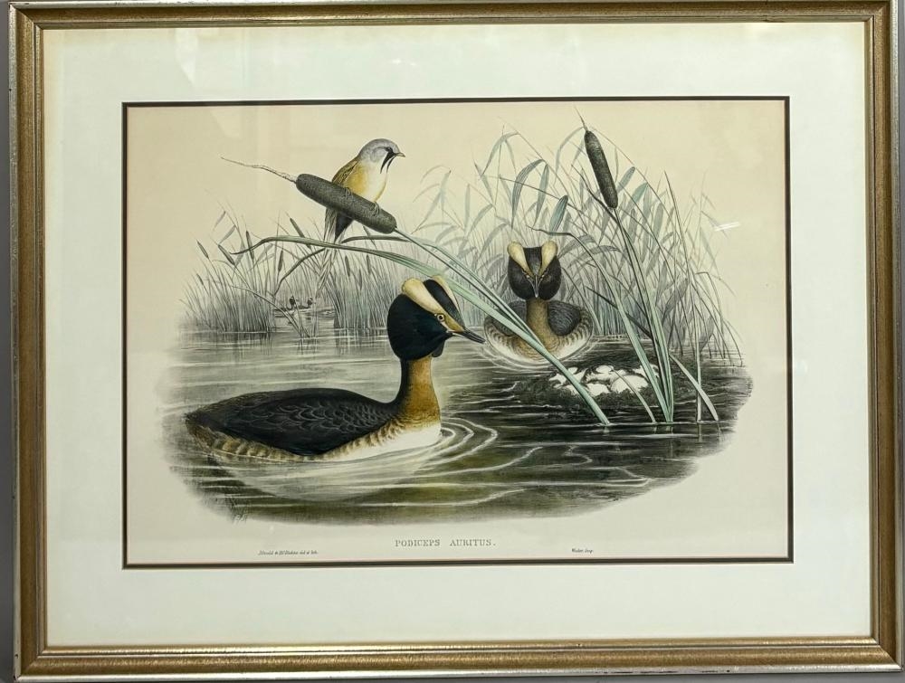 J. Gould Hand Colored Lithograph by John Gould