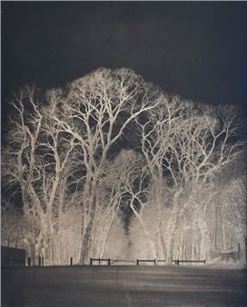 Study of trees, park of the Château de Saint-Cloud - Louis Robert