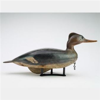 Very rare merganser hen - Captain Samuel Fabens