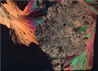 Pratiques Cosmomorphes - (Ré)Générer Le Vivant - Institut d’art contemporain, Villeurbanne