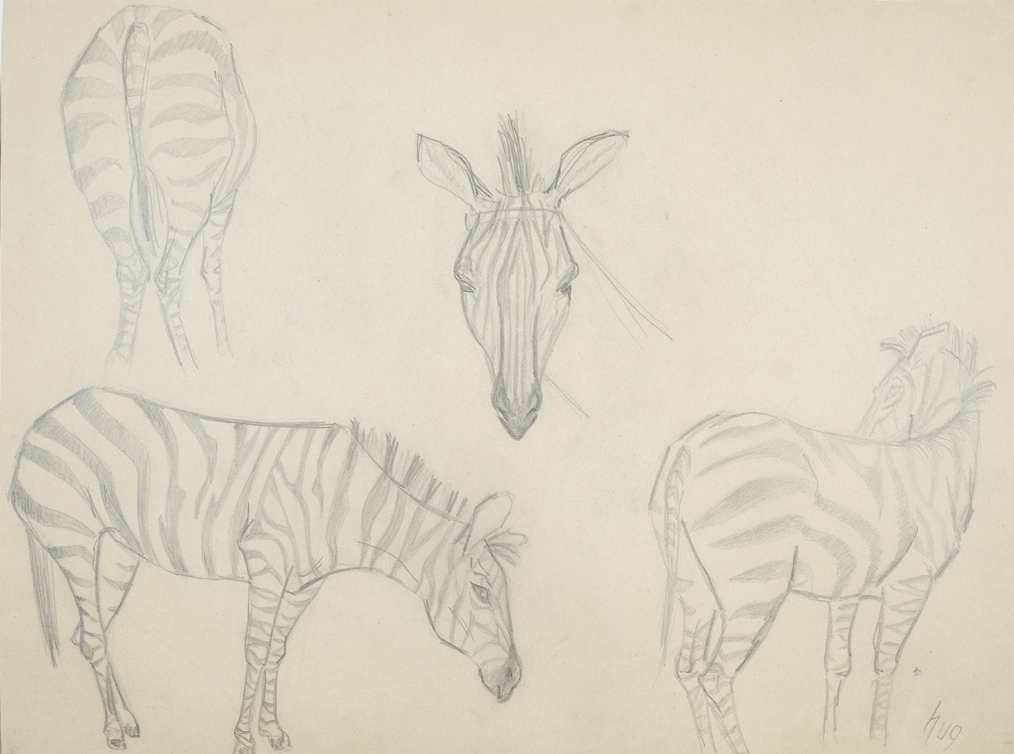 Zebra studies - Fritz Rudolf Hug