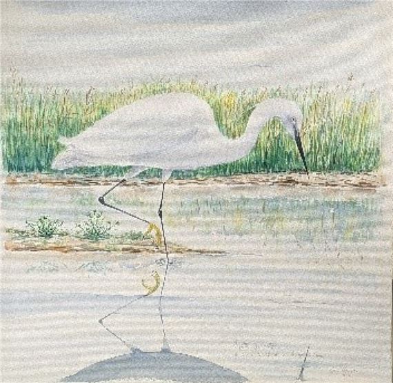 Claudy DALLA FONTANA « Aigrette garzette » 57x56 cm Technique aquarelle by Claudy Dalla Fontana