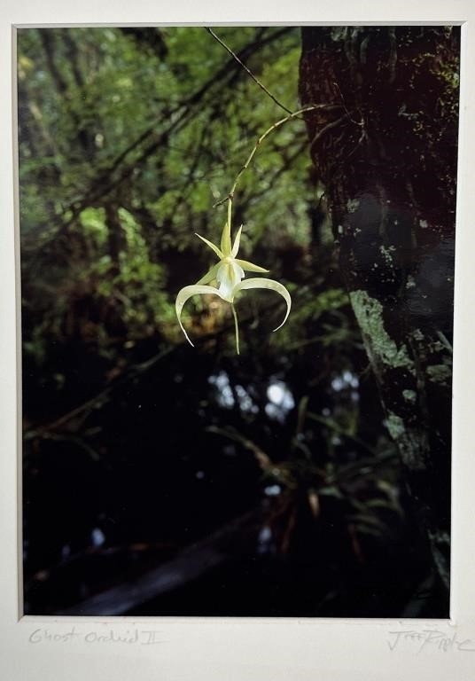 Jeff Ripple | GHOST LILY'' PHOTO BY JEFF RIPPLE | MutualArt
