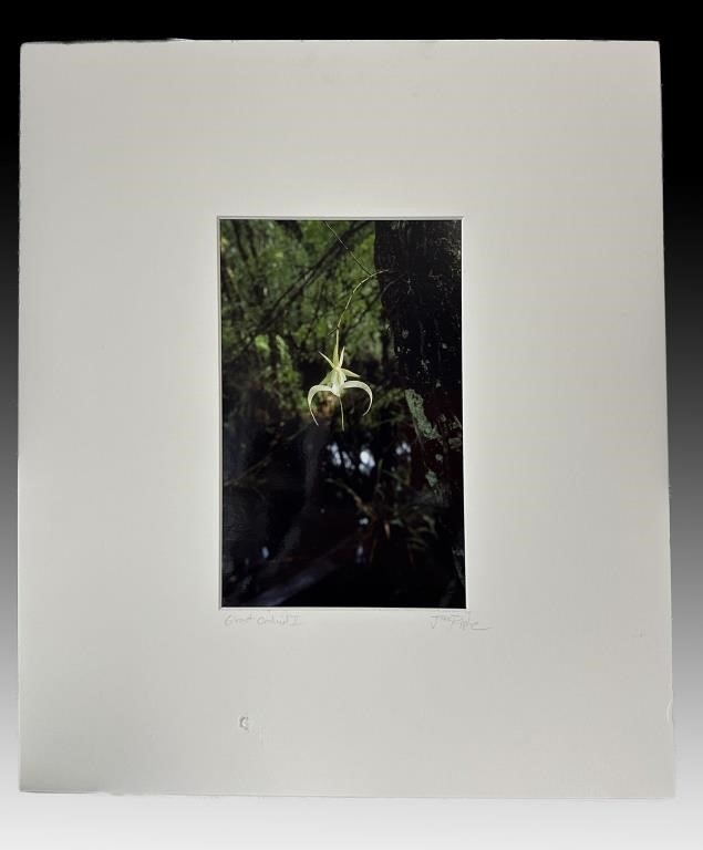 Jeff Ripple | GHOST LILY'' PHOTO BY JEFF RIPPLE | MutualArt