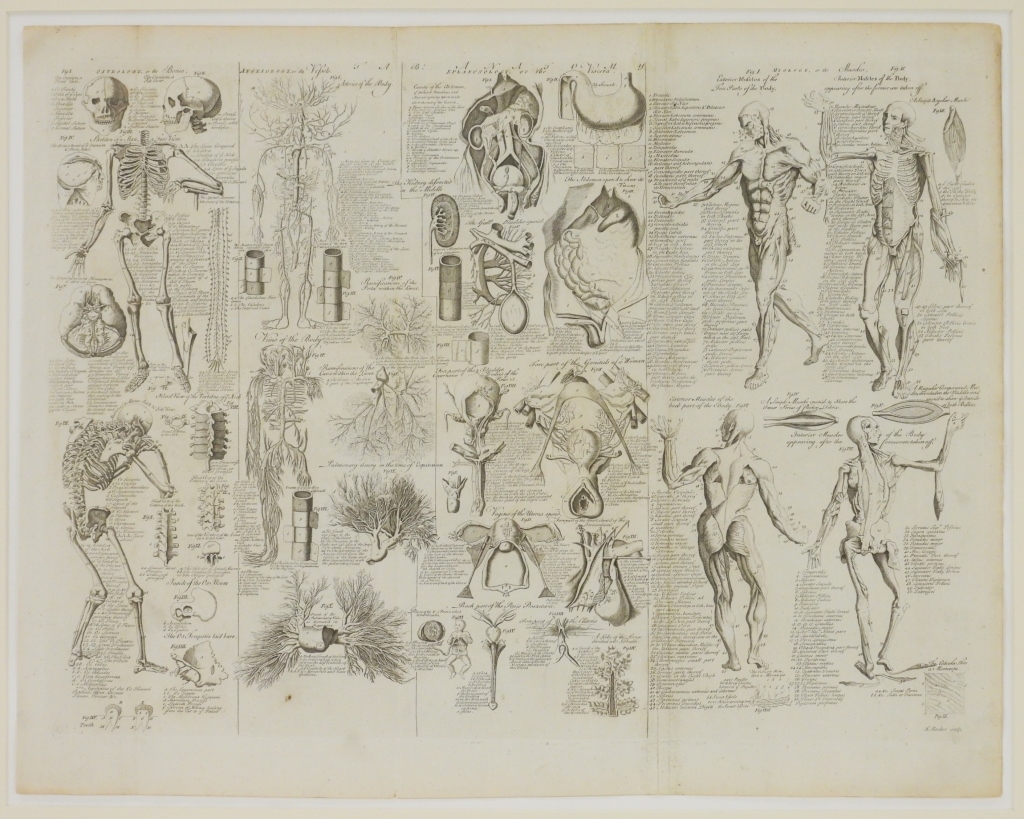 Edward Rooker | Edward Rooker Anatomical Etching | MutualArt