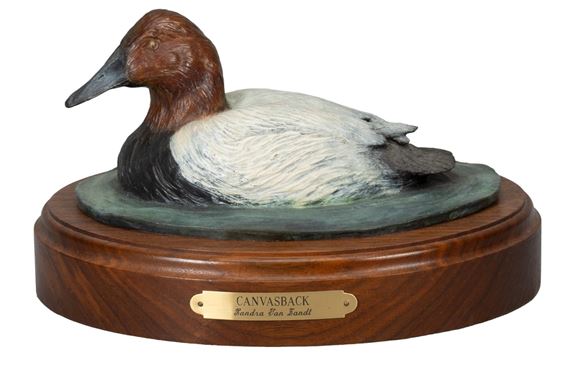 Canvasback by Sandra van Zandt