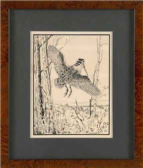 Woodcock in flight - Oliver R. Shattuck
