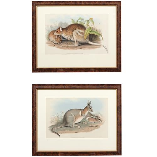 Two plates from Gould's The Mammals of Australia - John Gould