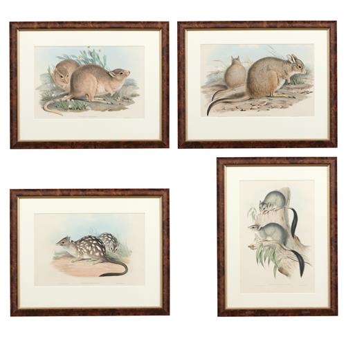 Four plates from Gould's The Mammals of Australia - John Gould