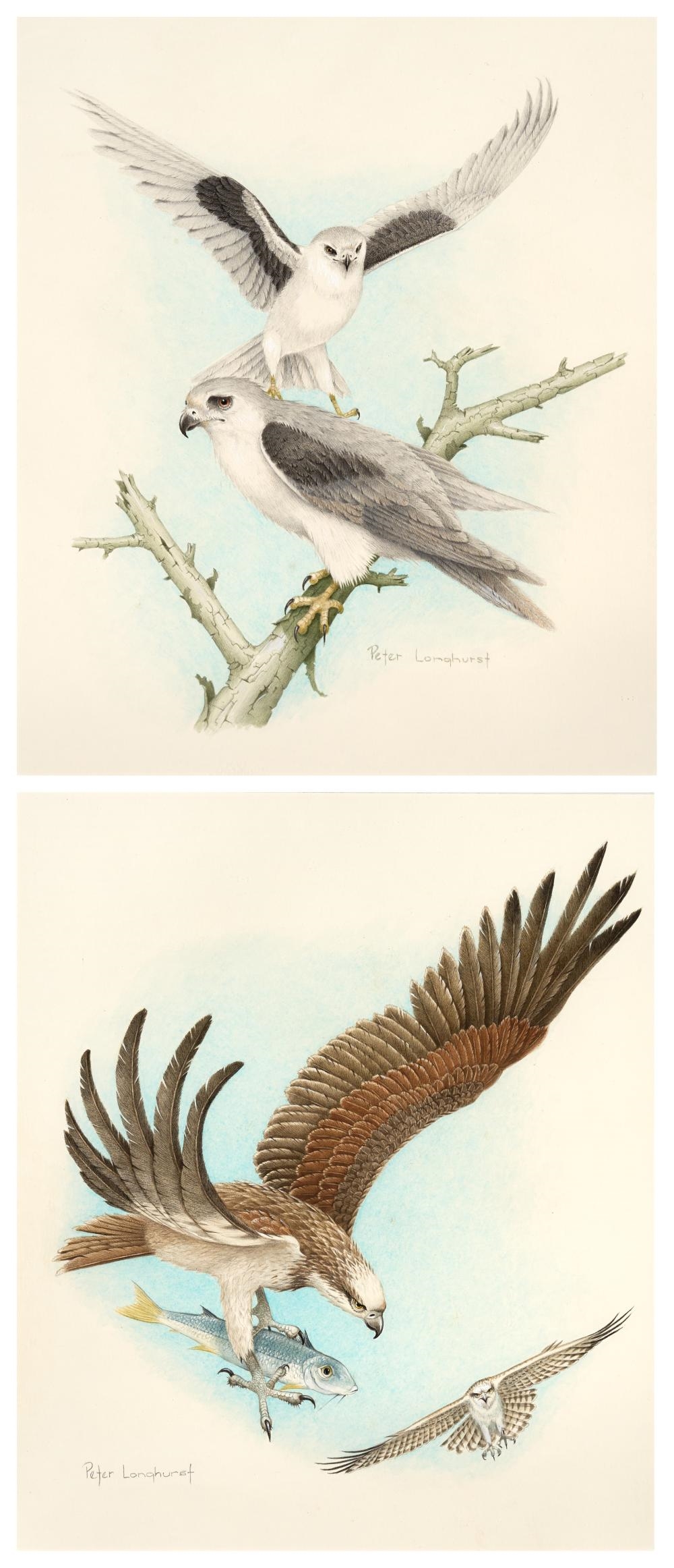 (2 works) - Letter Winged Kites and Australian Eastern Osprey - Peter Longhurst