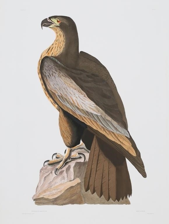 After John James Audubon Engraving Sea Eagle - John James Audubon