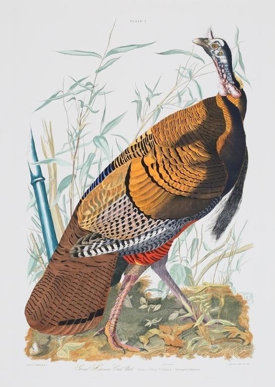 After John James Audubon Engraving Wild Turkey - John James Audubon