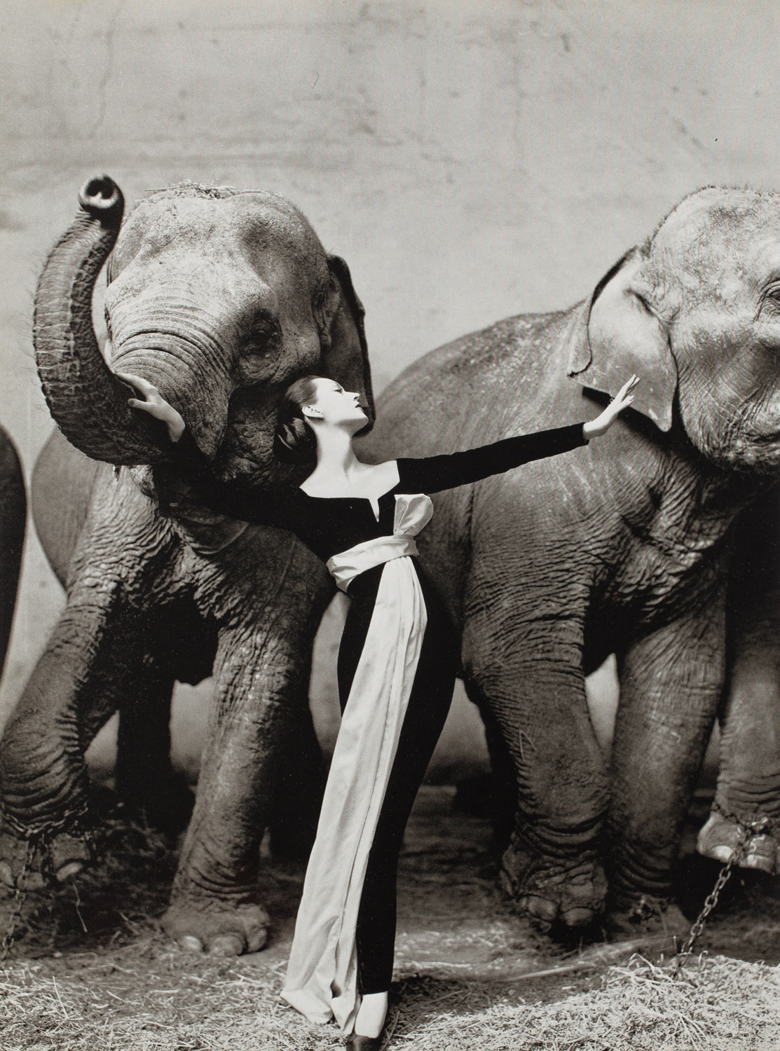 Dovima with Elephants - Richard Avedon