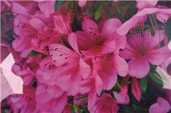 Blooming spring, 2023 - Yulia Shved