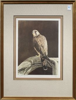 Bird of Prey - John Craighead