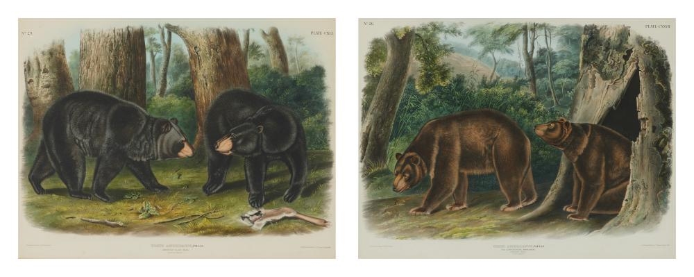 After JOHN JAMES AUDUBON (1785-1851) and JOHN WOODHOUSE AUDUBON (1812-1862 - John Woodhouse Audubon