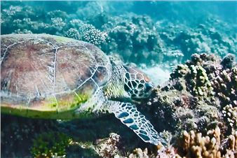 The Sultanate of Oman Unveils the Exhibition: Malath-Haven