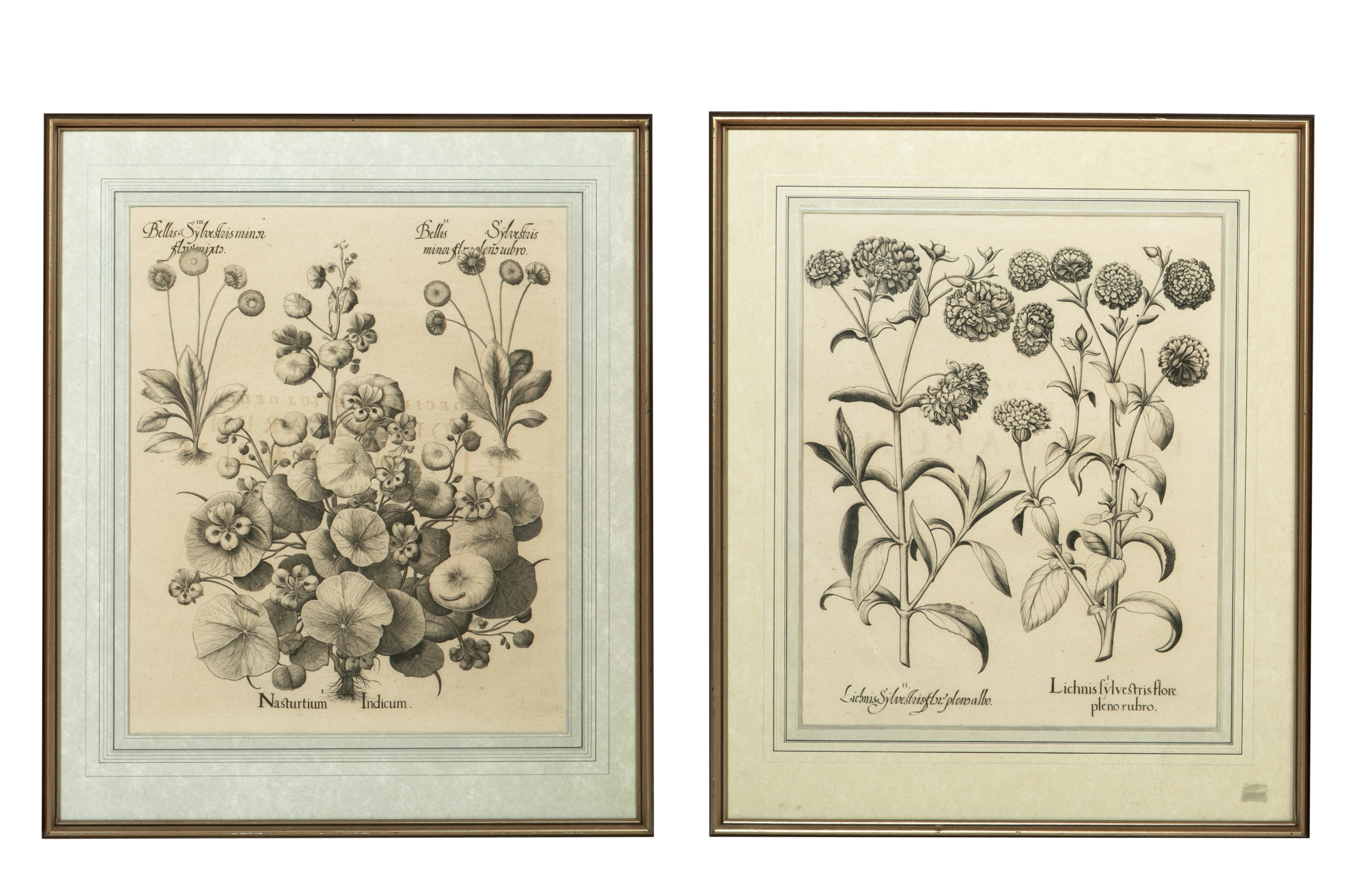 Both untinted of flowers Lichnis Sylvestris Flore Pleno and Bellis Sylvestris Measurements - Basilius Besler