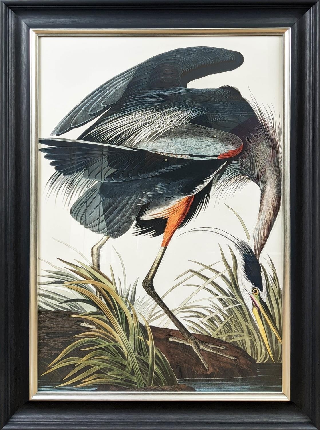 AFTER JOHN JAMES AUBUDON , in a black frame by John James Audubon