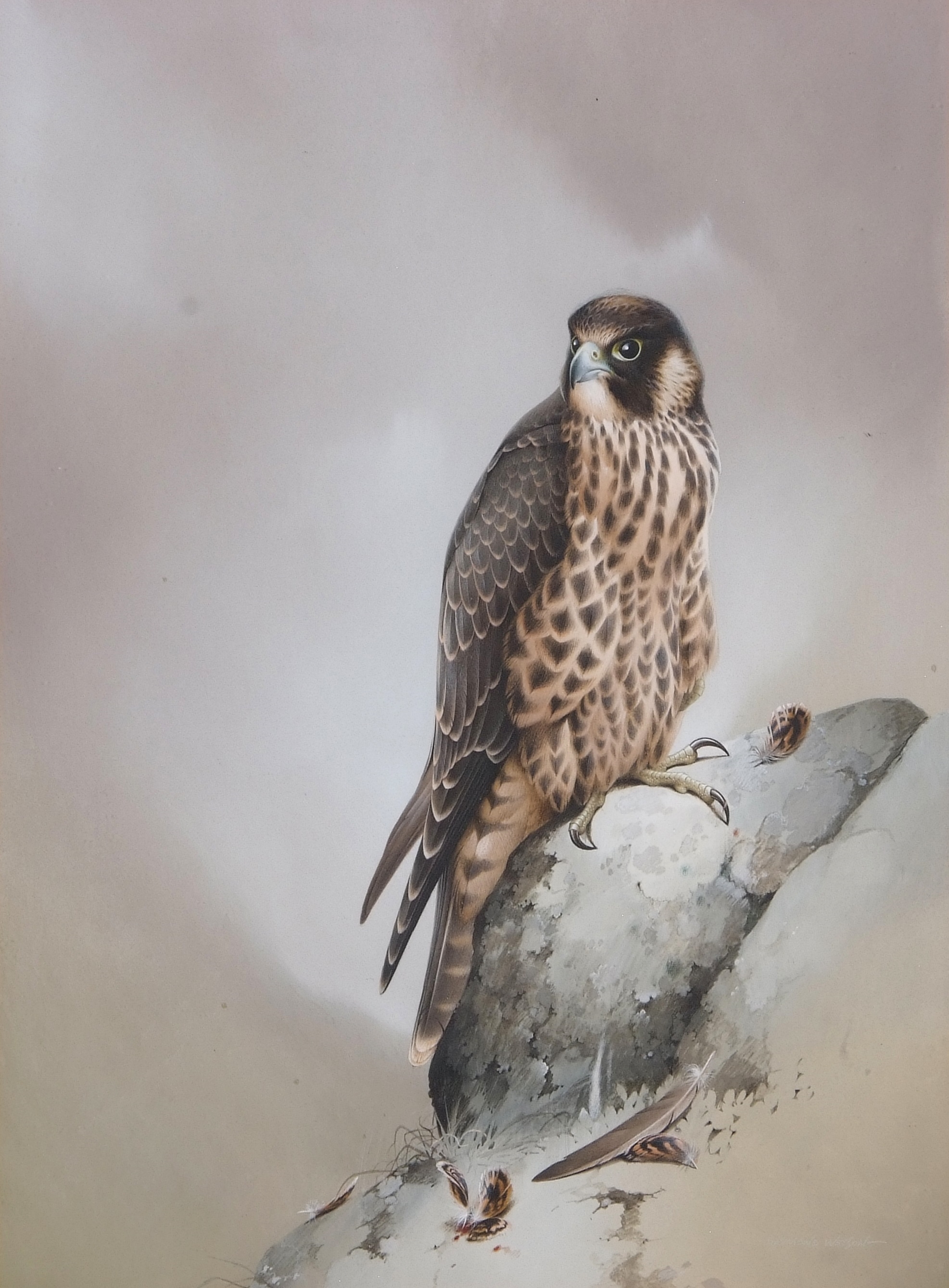 'Sparrow Hawk' - Raymond C. Watson