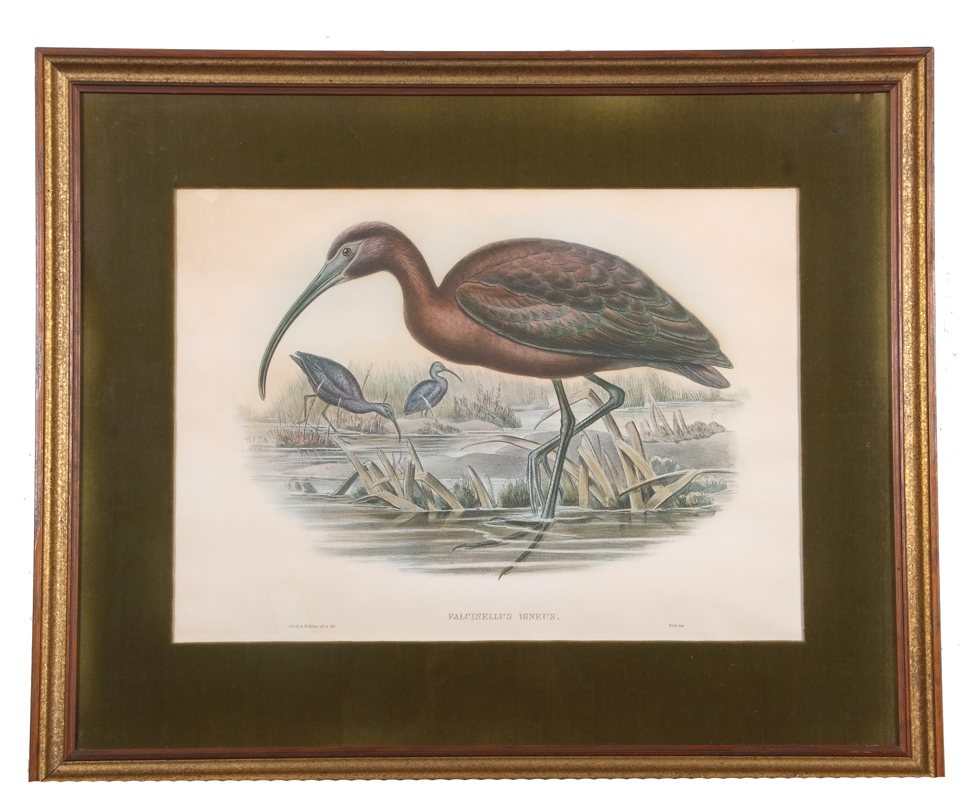 'Falcinellus Igneus' (The Glossy Ibis) - Henry Constantine Richter