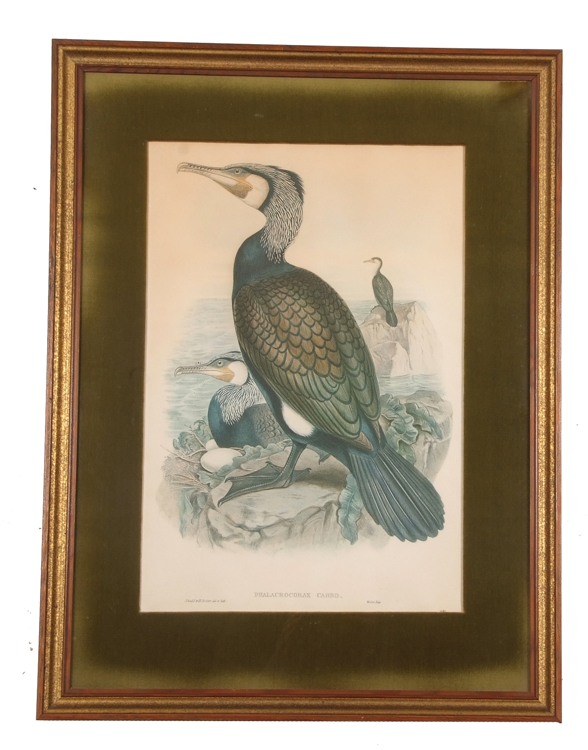 'Phalacrocorax Carbo' (Cormorant) - Henry Constantine Richter