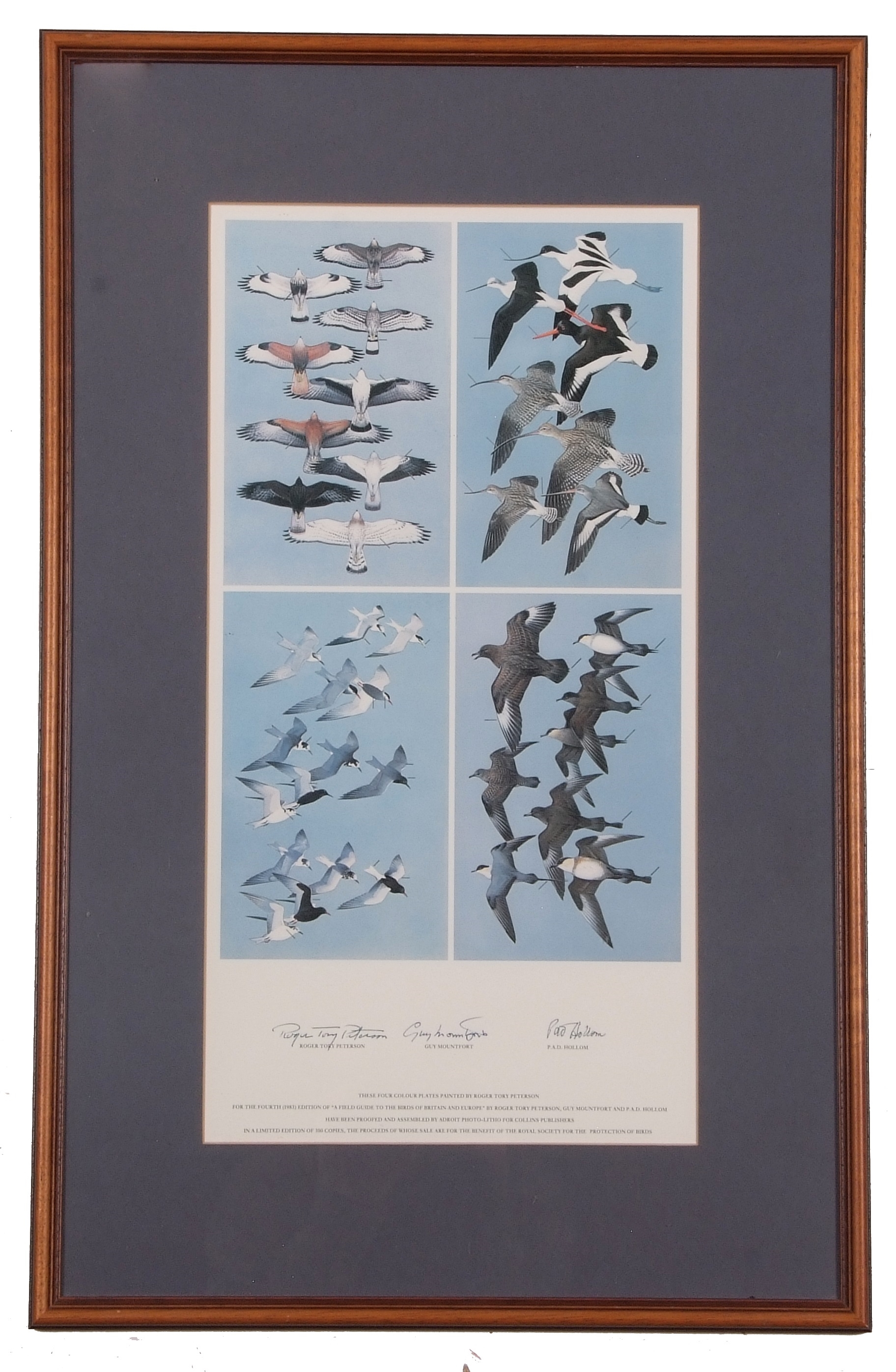 chromolithograph (in four plates) originally painted for the fourth edition of "A Field Guide to the Birds of Britain" - Roger Tory Peterson