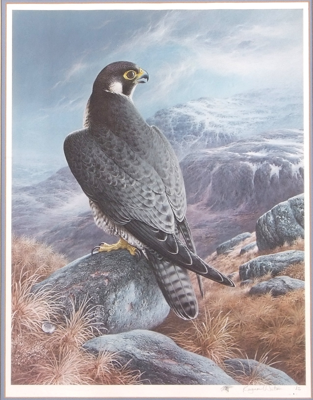 The Peregrine Falcon - Raymond C. Watson