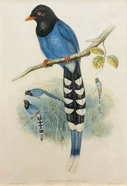 (1804 - 1881) / (1821 - 1902)
Urocissa Caerulea' Gould
coloured litho on paper
20 x 13.5 in 50.8 x 34.3 cm
signed and titled in plate
printer Walton & Cohn
Formosan Blue Pie
Framed size: 30 x 23.25 in 76.2 x 59.1 cm - Henry Constantine Richter