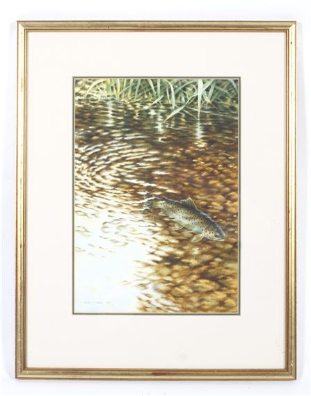 Brown Trout swimming in a chalk stream/river. by Michael J. Loates, 1990